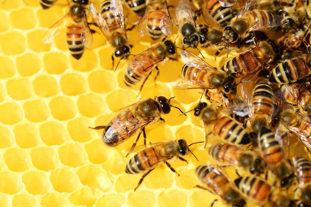 mad honey